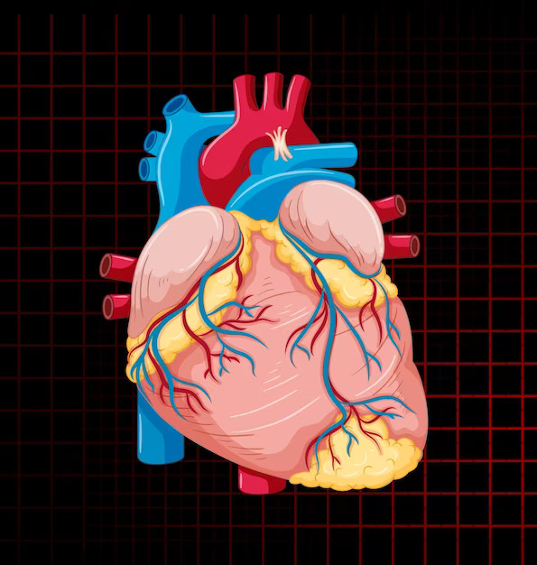 human-internal-organ-with-heart