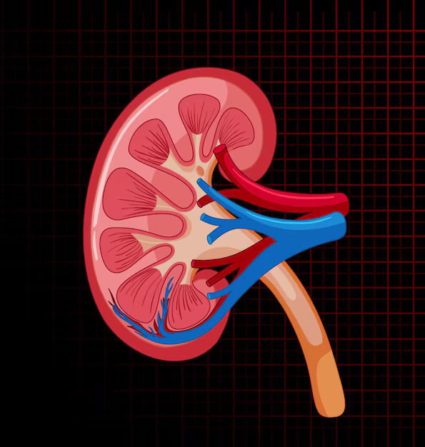 human-internal-organ-with-kidney