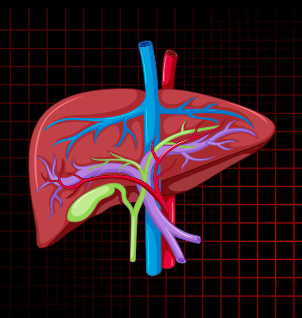 human-internal-organ-with-liver