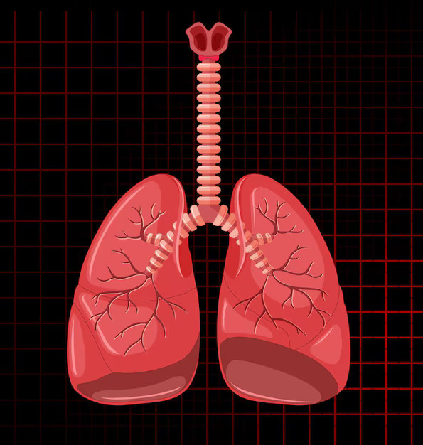 human-internal-organ-with-lungs